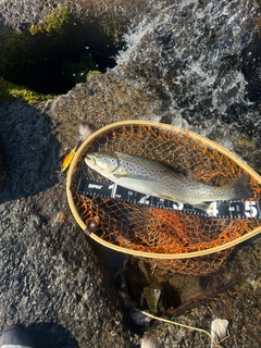 ブラウントラウトの釣果
