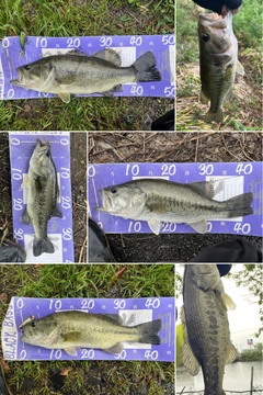 ブラックバスの釣果