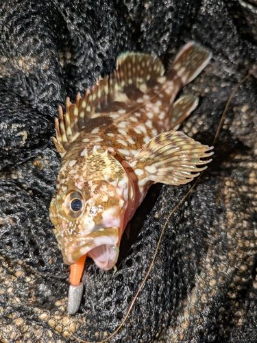 カサゴの釣果
