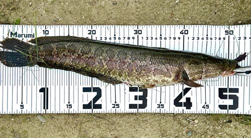 雷魚地図マップ　雷魚釣り　雷魚　静岡県　栃木県　茨城県 茨城県で釣れたライギョの釣り・釣果情報 - アングラーズ | 釣果600万