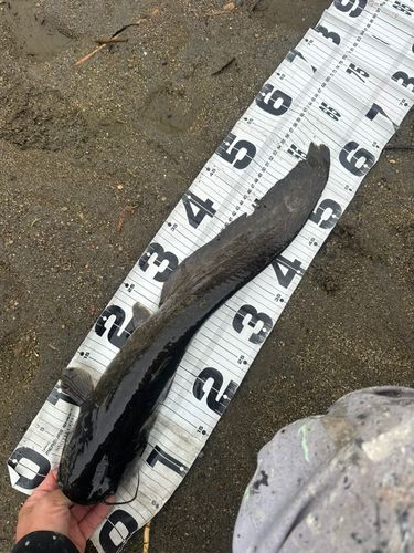 ナマズの釣果