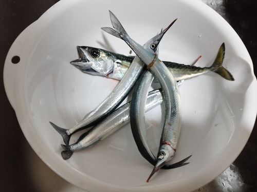 サヨリの釣果