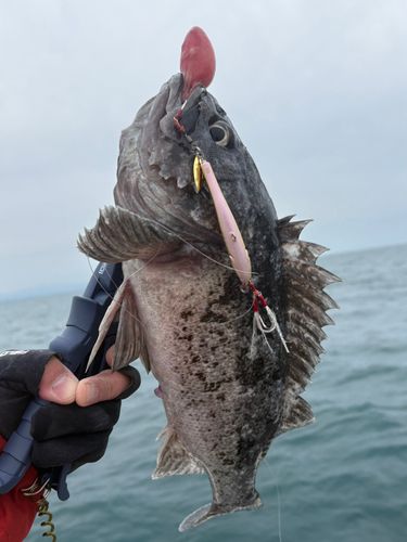 クロソイの釣果
