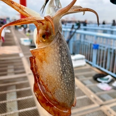 シリヤケイカの釣果