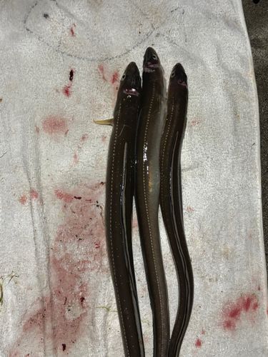 アナゴの釣果