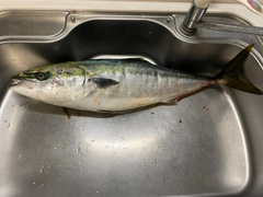 ブリの釣果