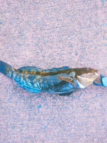 アイナメの釣果