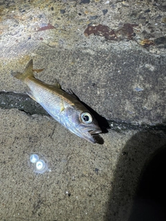 クロムツの釣果