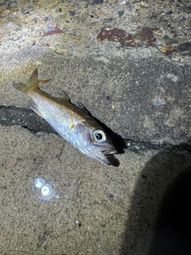 クロムツの釣果