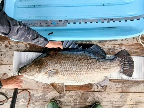 アカメの釣果