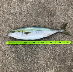 ワラサの釣果