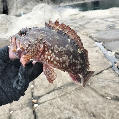 カサゴの釣果