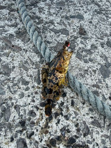タケノコメバルの釣果