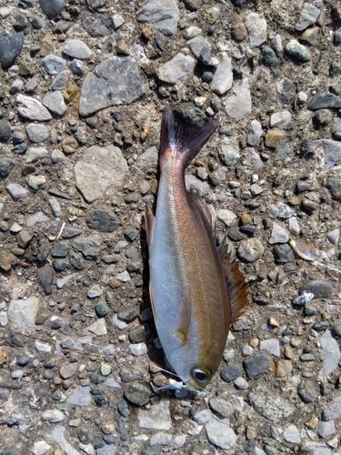 イサキの釣果