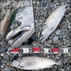 サクラマスの釣果