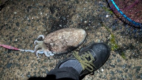 コウイカの釣果
