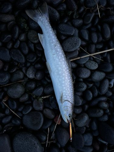 アメマスの釣果