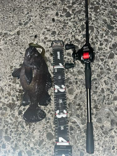 マゾイの釣果