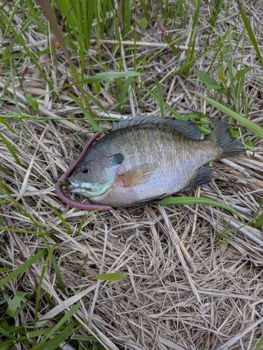 ブルーギルの釣果