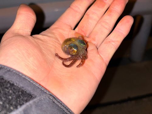 ミミイカの釣果