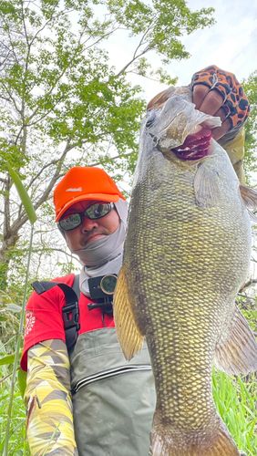 スモールマウスバスの釣果