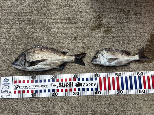 クロダイの釣果