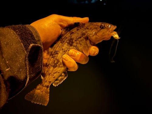 ドンコの釣果