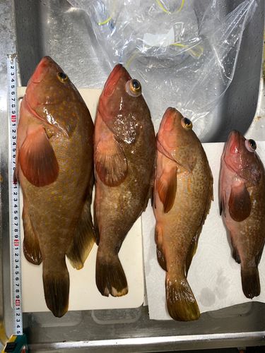キジハタの釣果