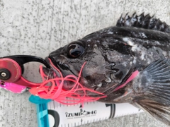 クロソイの釣果
