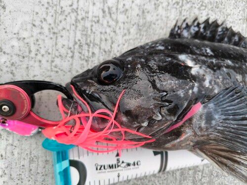 クロソイの釣果