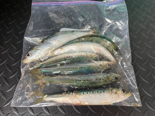 マイワシの釣果