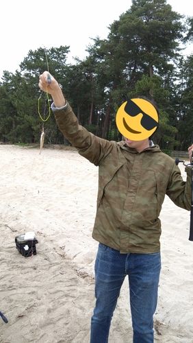 シロギスの釣果