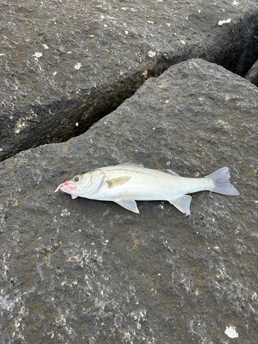 フッコ（マルスズキ）の釣果