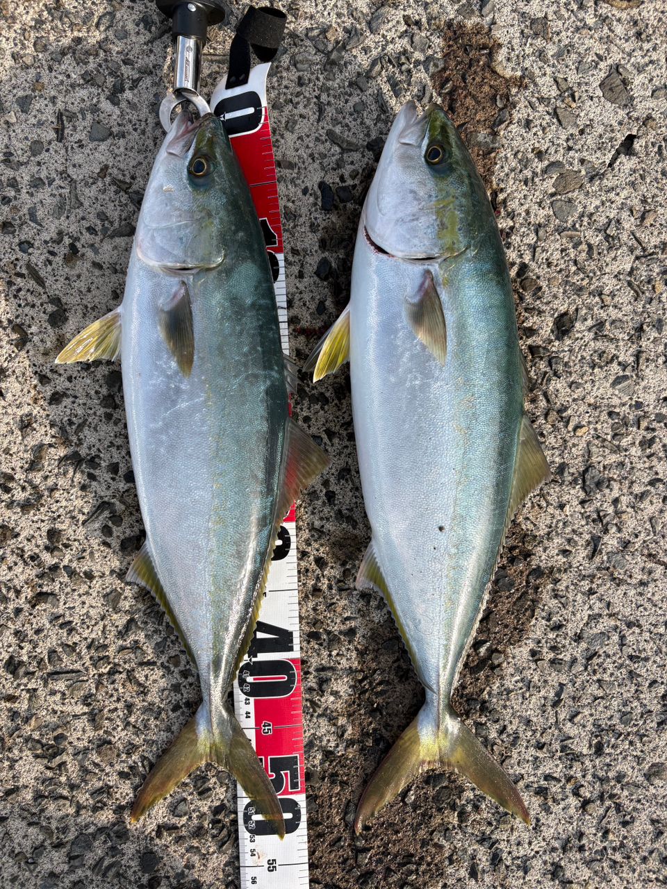 DAIWA 21エメラルダス ストイスト RT IL 81Mの最安値・インプレ・釣果
