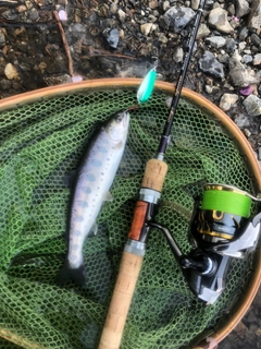 ヤマメの釣果