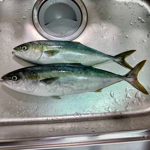 イナダの釣果