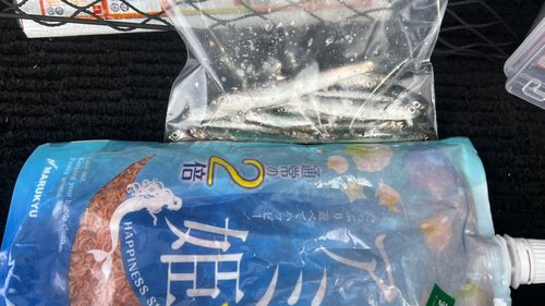 カタクチイワシの釣果