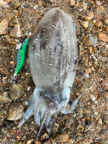 モンゴウイカの釣果