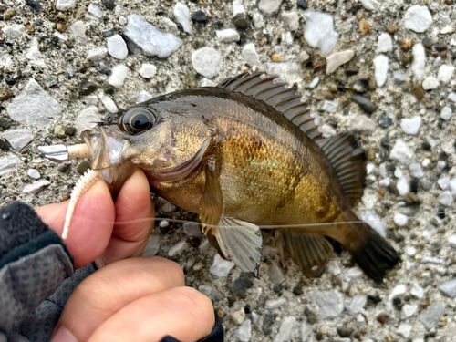 メバルの釣果