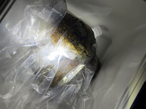 コウイカの釣果