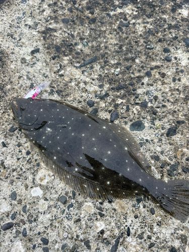ソゲの釣果