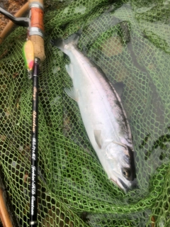 ヤマメの釣果