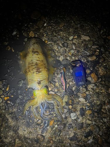 アオリイカの釣果