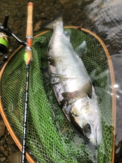 ヤマメの釣果
