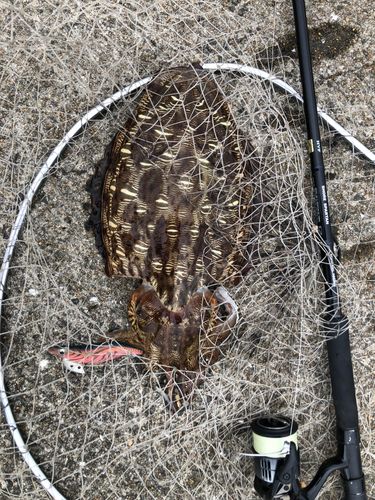 モンゴウイカの釣果