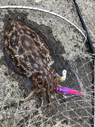 モンゴウイカの釣果
