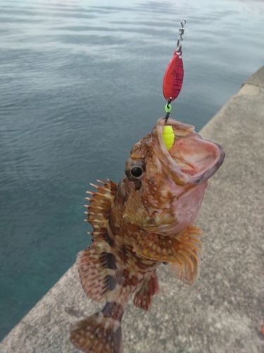 ガシラの釣果