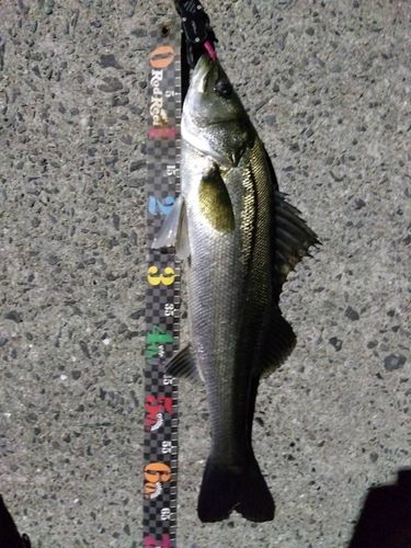 マルスズキの釣果