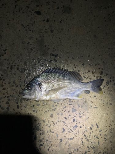 キチヌの釣果
