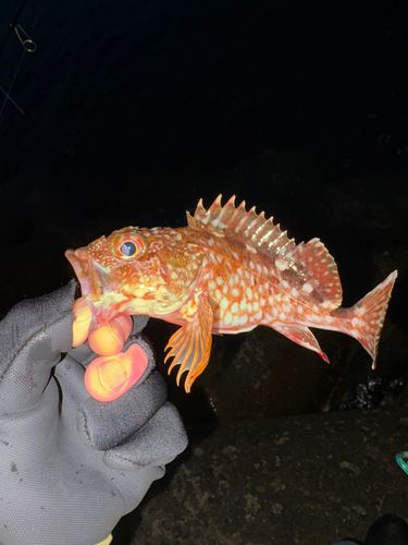 ガシラの釣果